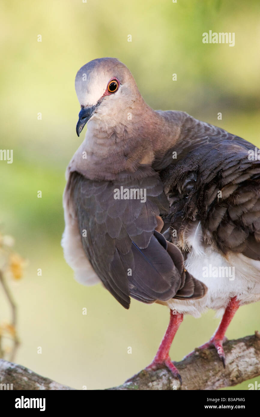 White-tipped Dove Banque D'Images