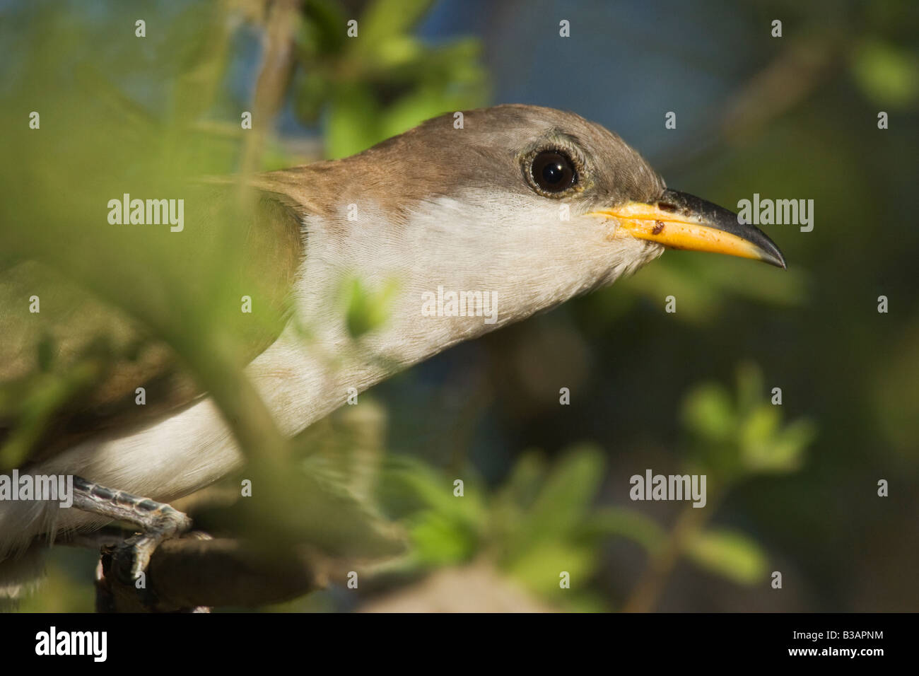 Yellow-billed Cuckoo2249 Banque D'Images