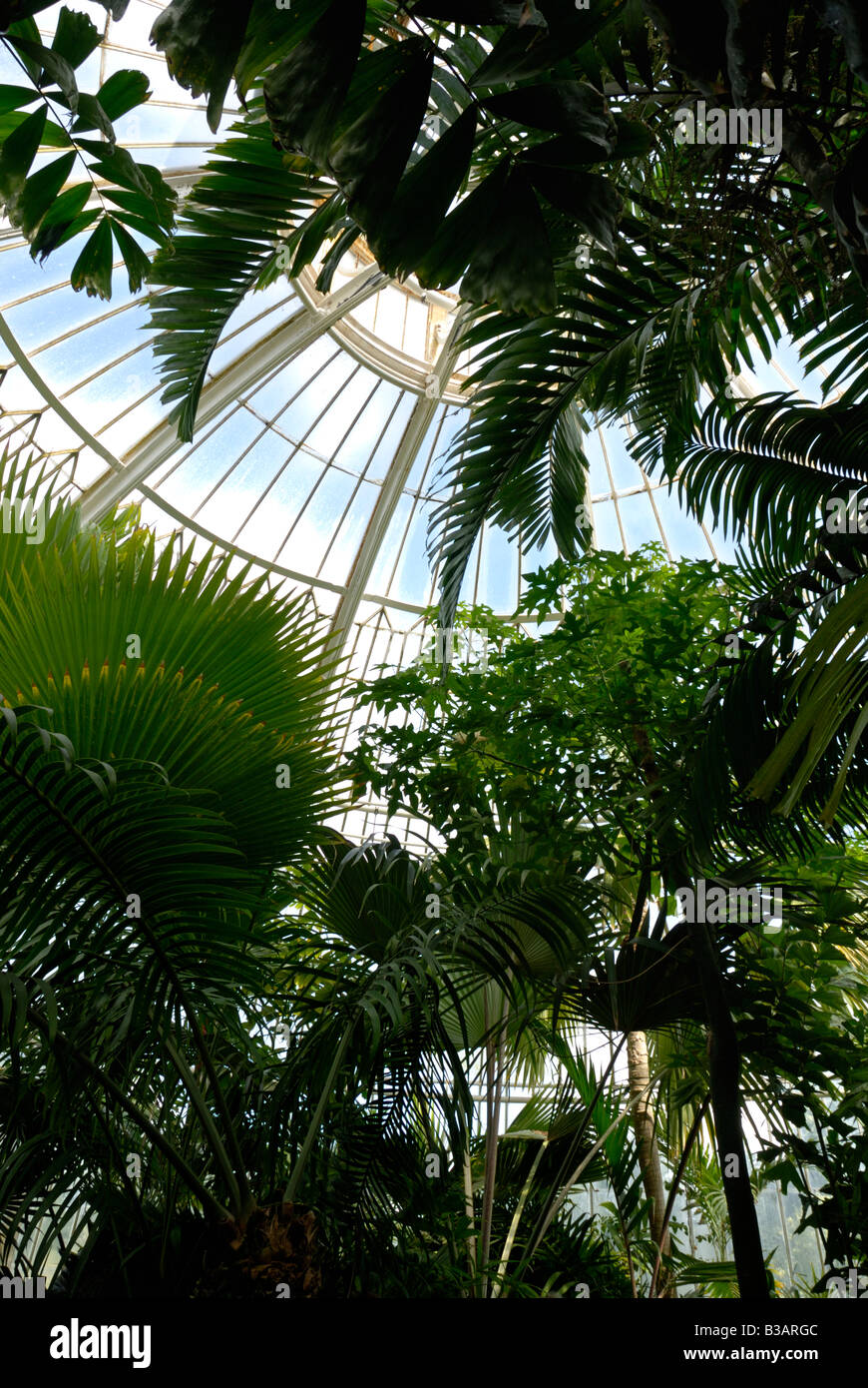 L'Angleterre, Londres, les plantes dans "palm house" à Kew Gardens Banque D'Images