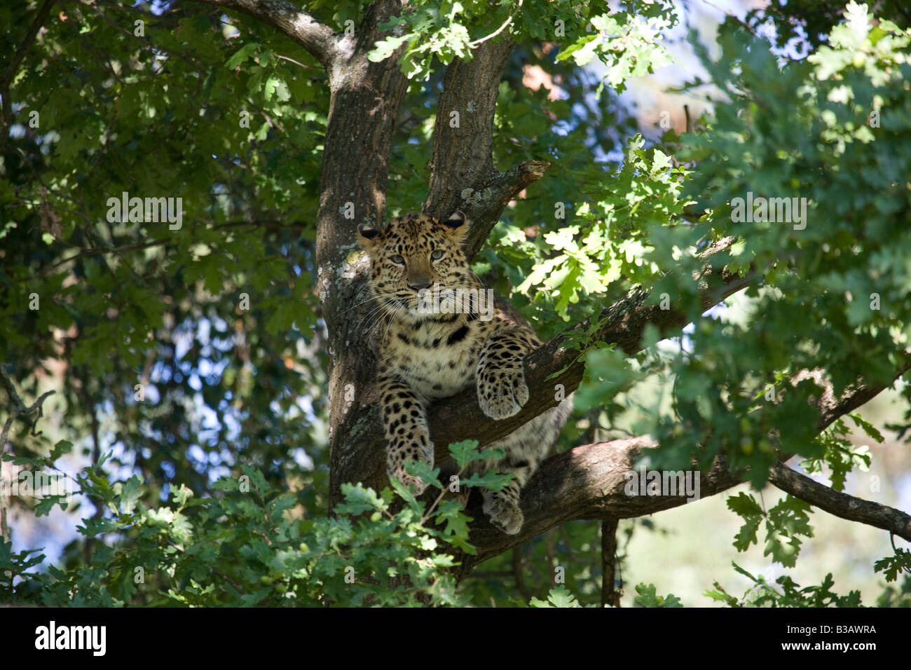 Amur Leopard (Panthera pardus orientalis) Banque D'Images