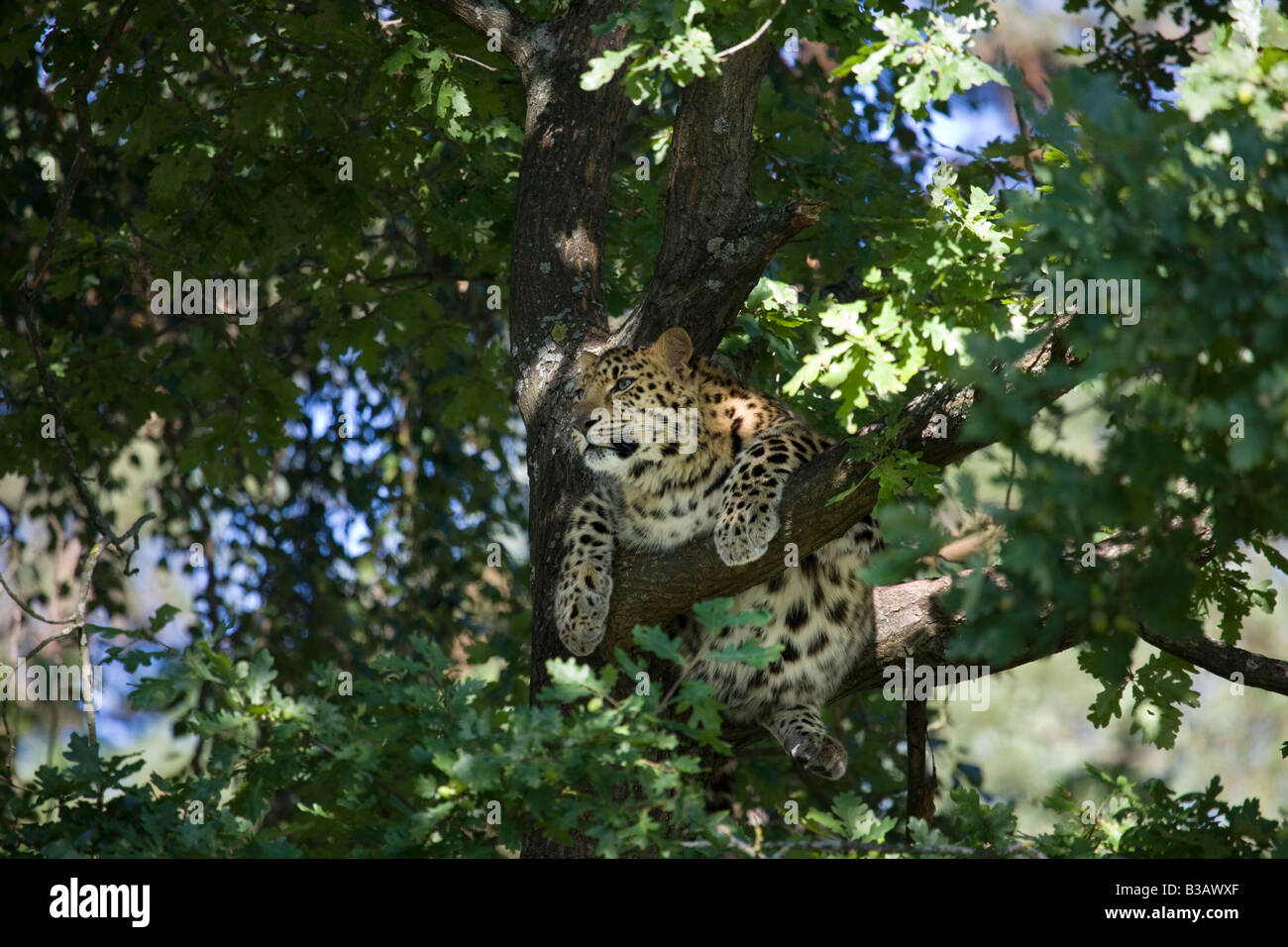Amur Leopard (Panthera pardus orientalis) Banque D'Images