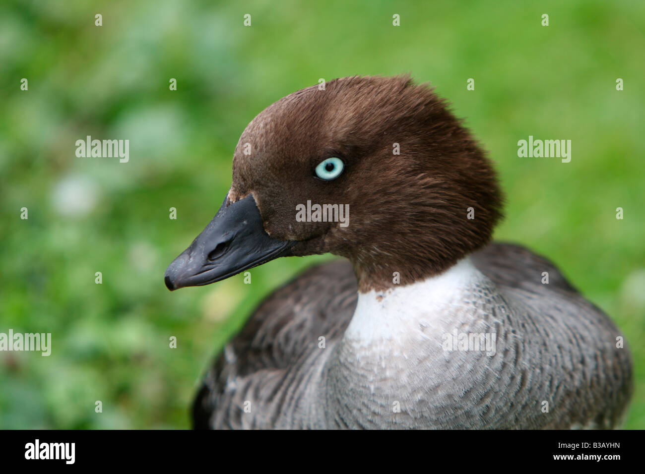 Des Garrots d'Islande, Bucephala islandica, Close up of head Banque D'Images