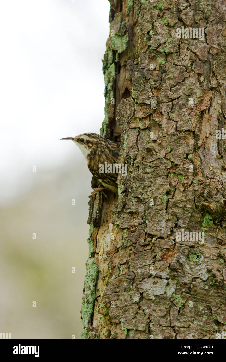 Certhia familiaris - à la nidification bruant de trou au Royaume-Uni Banque D'Images