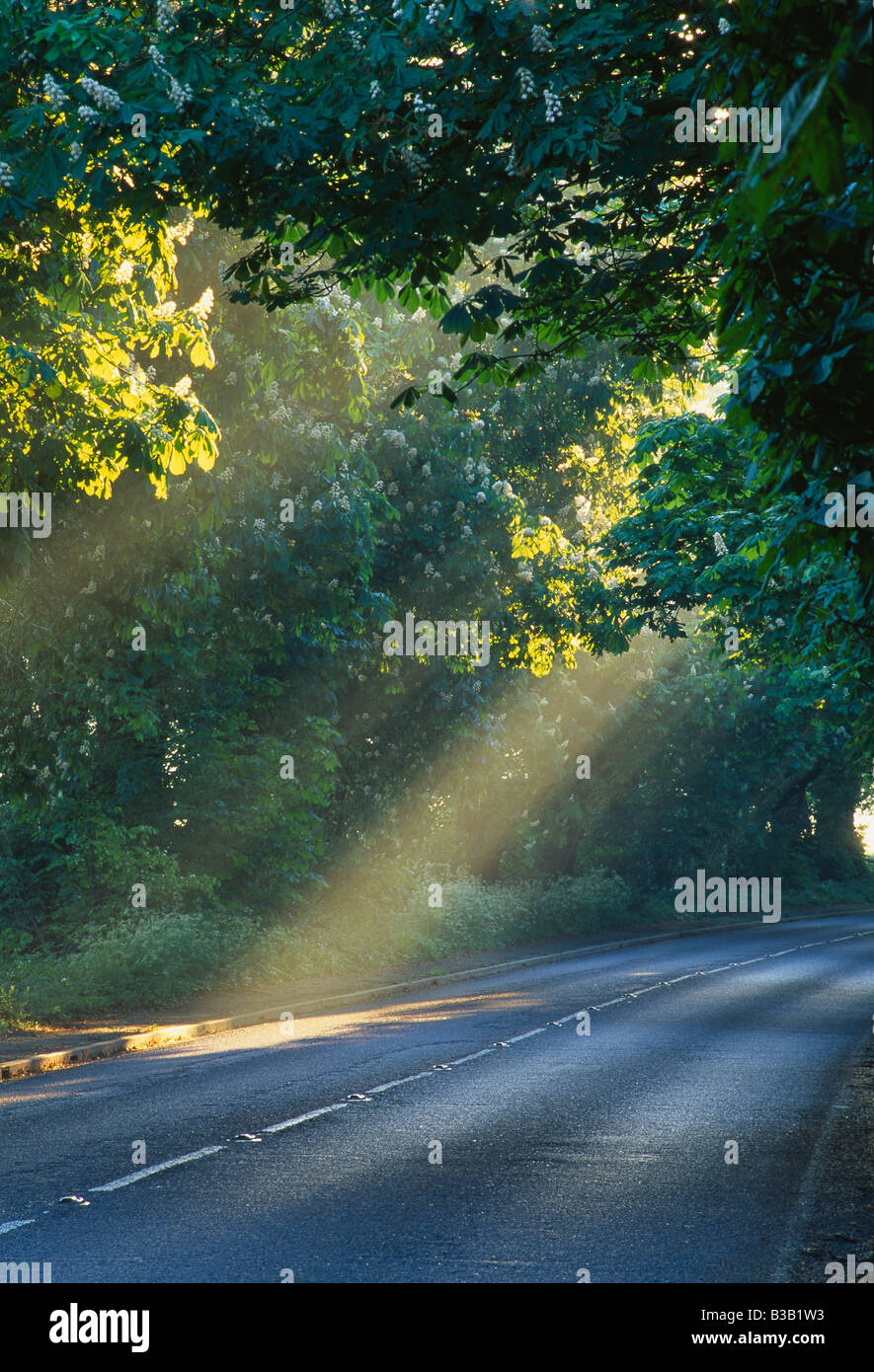 Arbres de la lumière du soleil sur une route près de Milborne Port, Dorset, England, UK Banque D'Images
