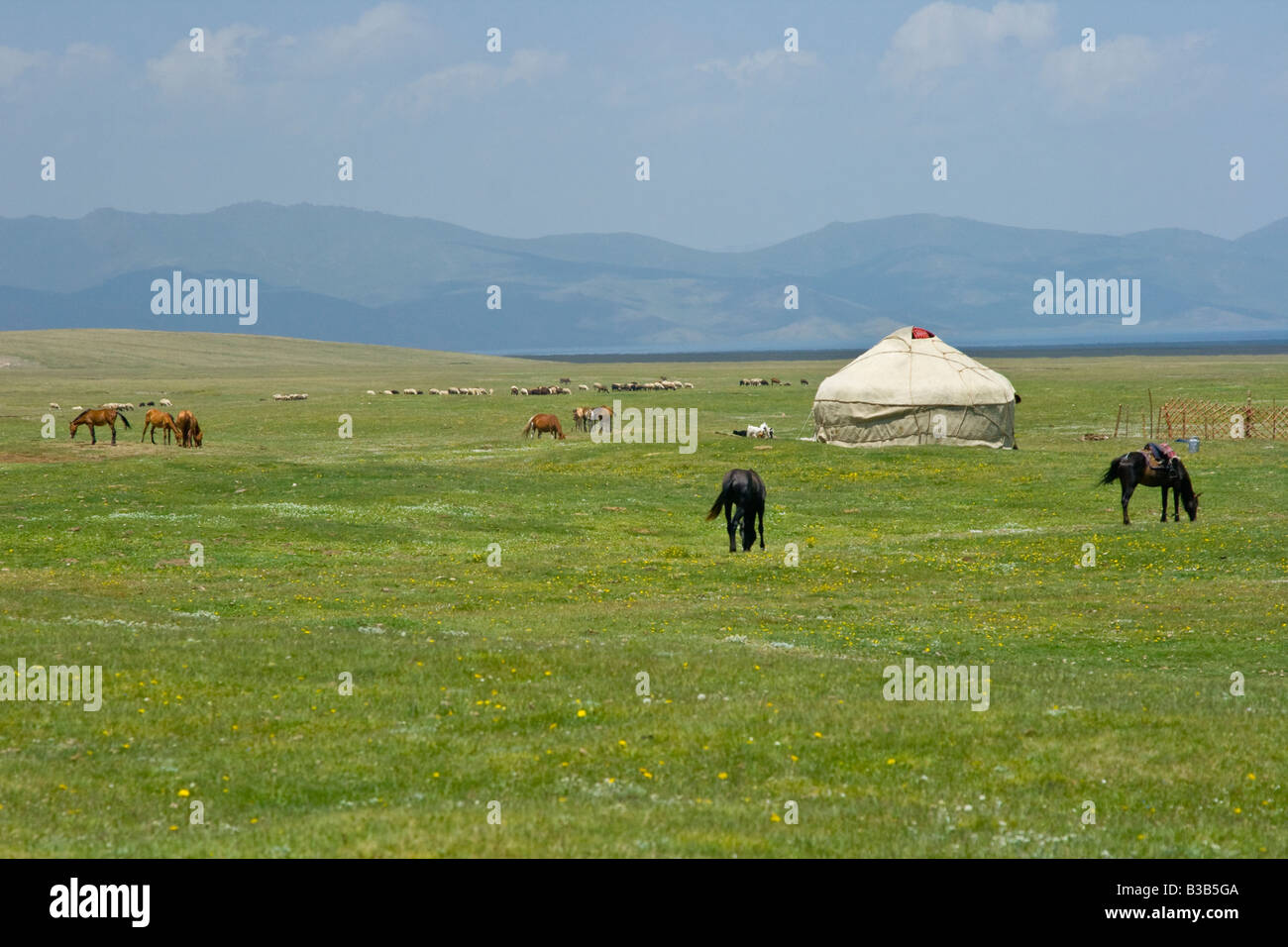 Les yourtes et les chevaux sur le lac Song Kul au Kirghizstan Banque D'Images Les yourtes et les chevaux sur le lac Song Kul au Kirghizstan Banque D'Images