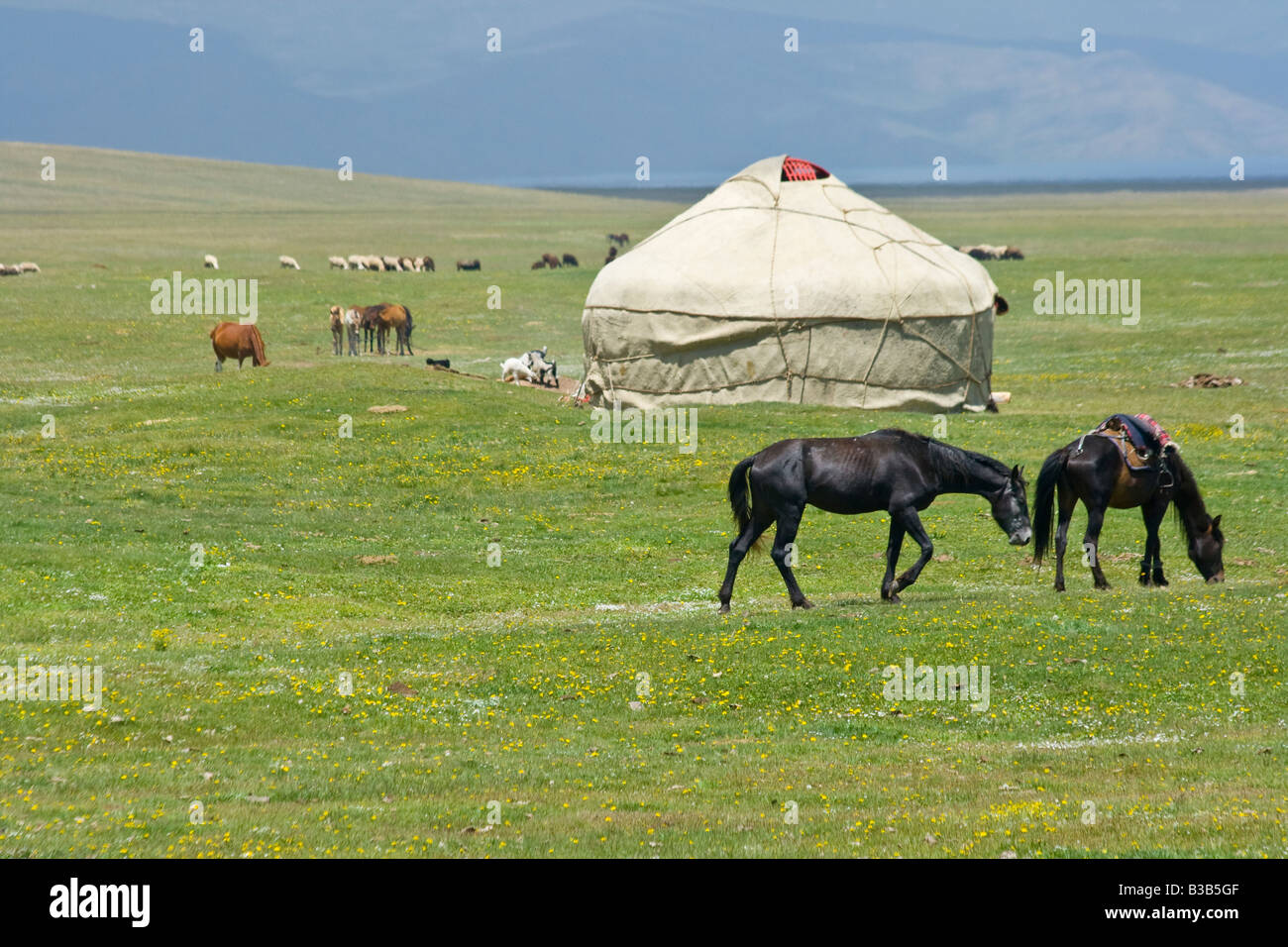Les yourtes et les chevaux sur le lac Song Kul au Kirghizstan Banque D'Images Les yourtes et les chevaux sur le lac Song Kul au Kirghizstan Banque D'Images