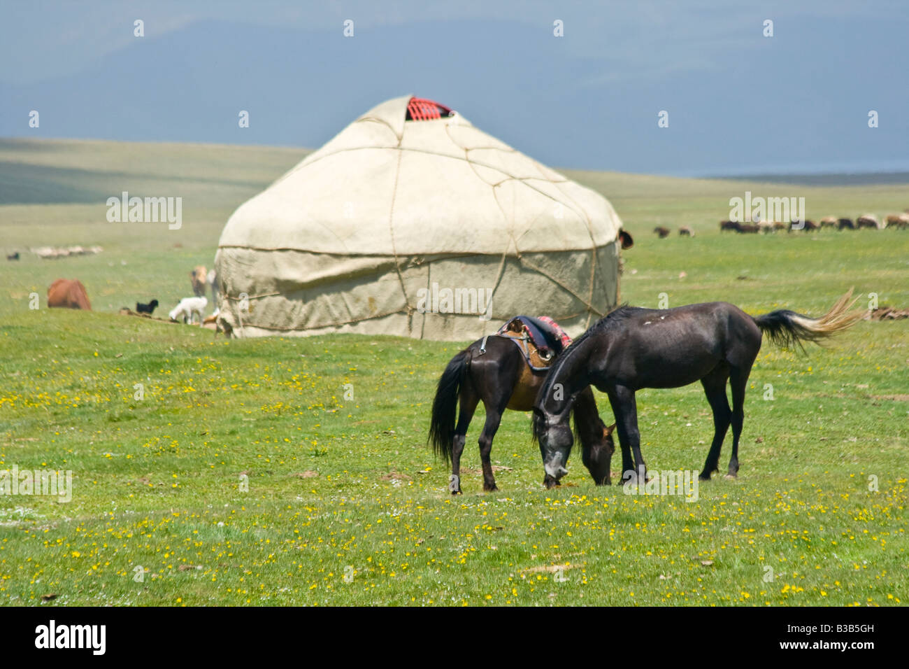 Les yourtes et les chevaux sur le lac Song Kul au Kirghizstan Banque D'Images Les yourtes et les chevaux sur le lac Song Kul au Kirghizstan Banque D'Images