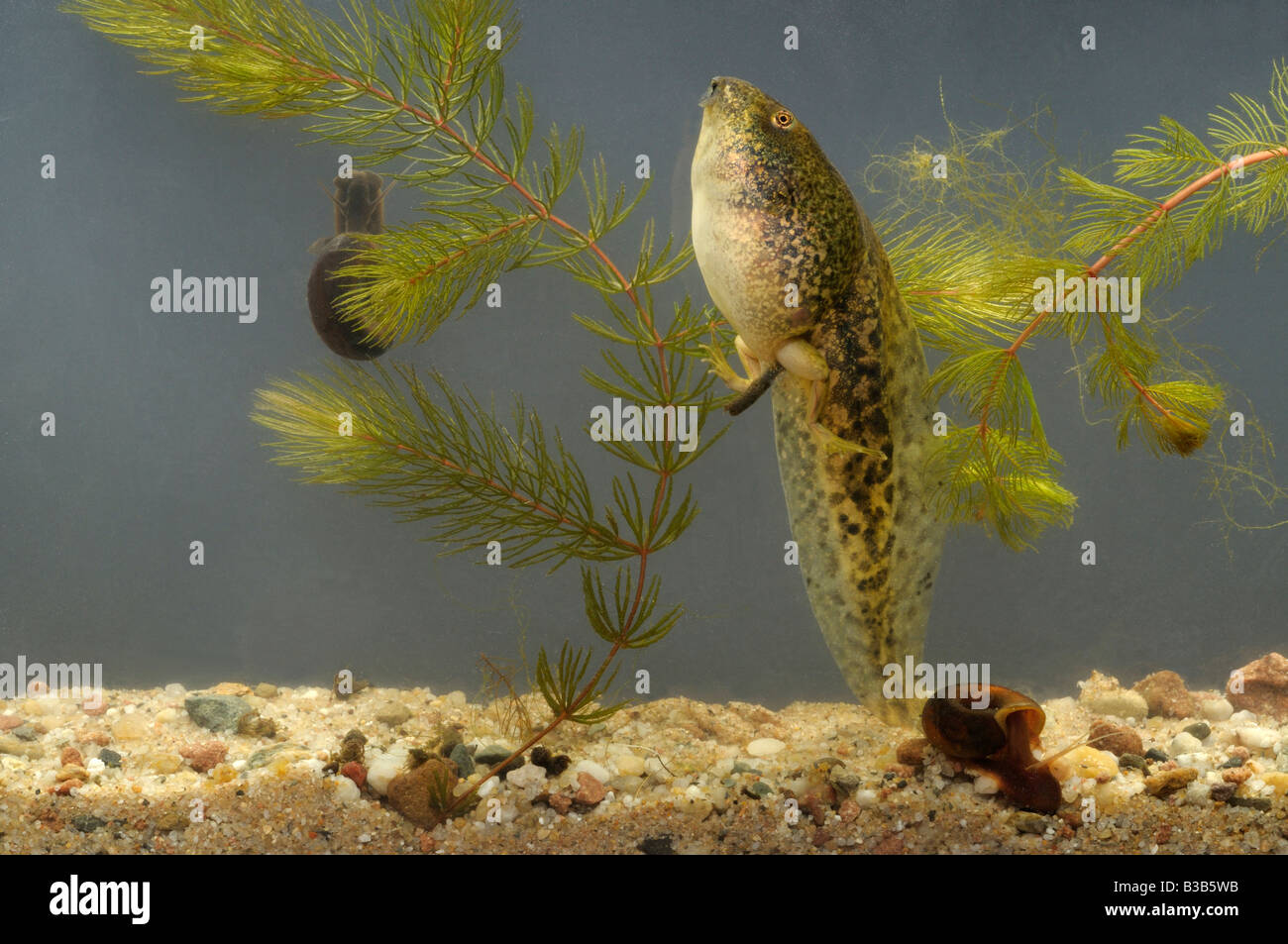 Comestibles européenne grenouille (Rana esculenta), très grand têtard (8-10 cm) Banque D'Images