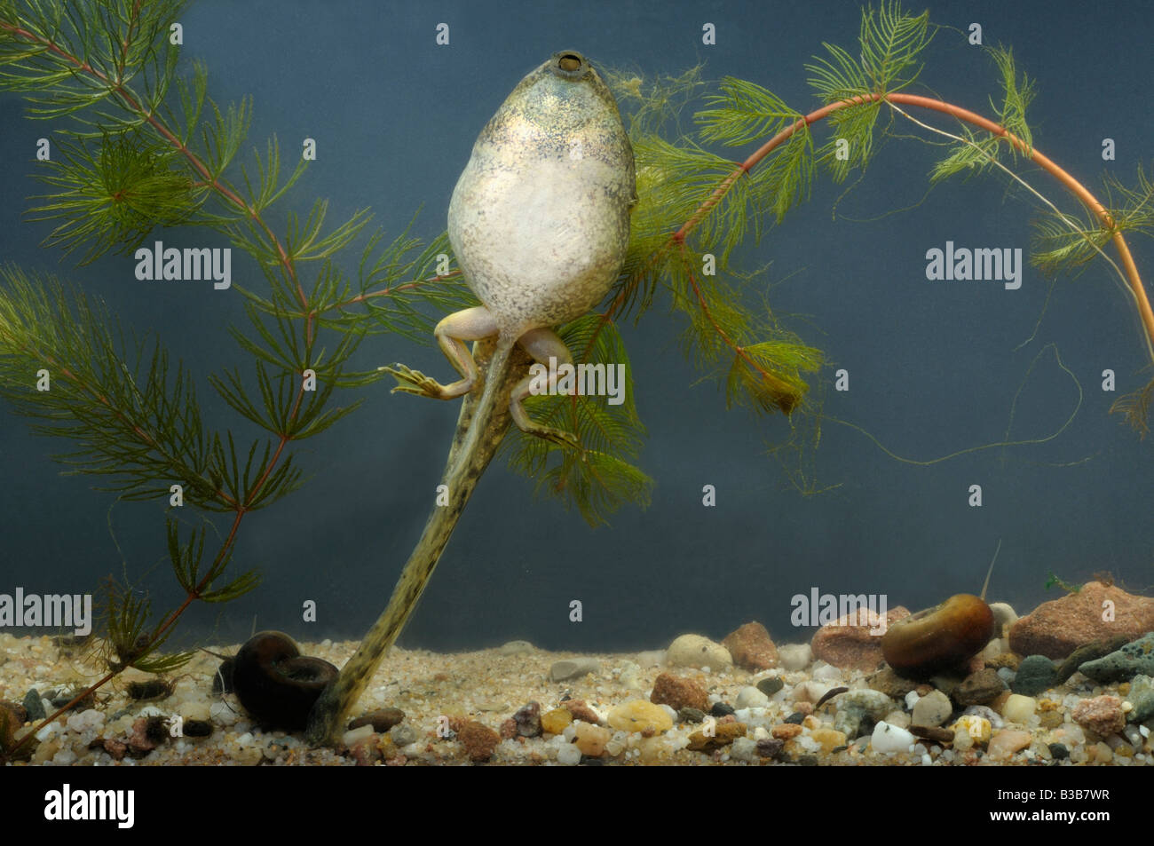 Comestibles européenne grenouille (Rana esculenta),très gros têtard (8 à 10 cm) Banque D'Images