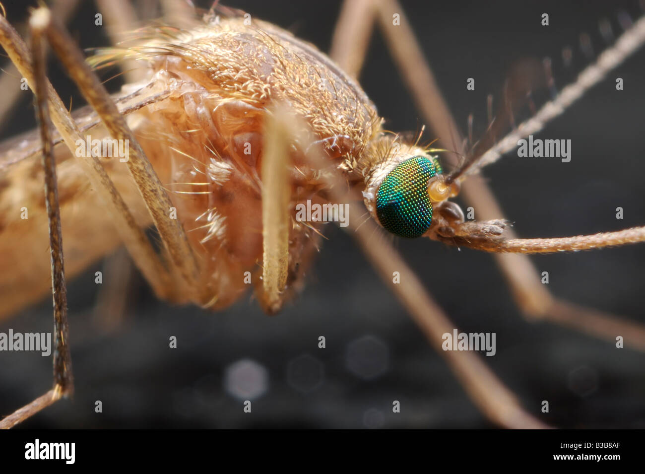 Un gros plan extrême d'un moustique à environ 5 fois la taille de la vie. Banque D'Images