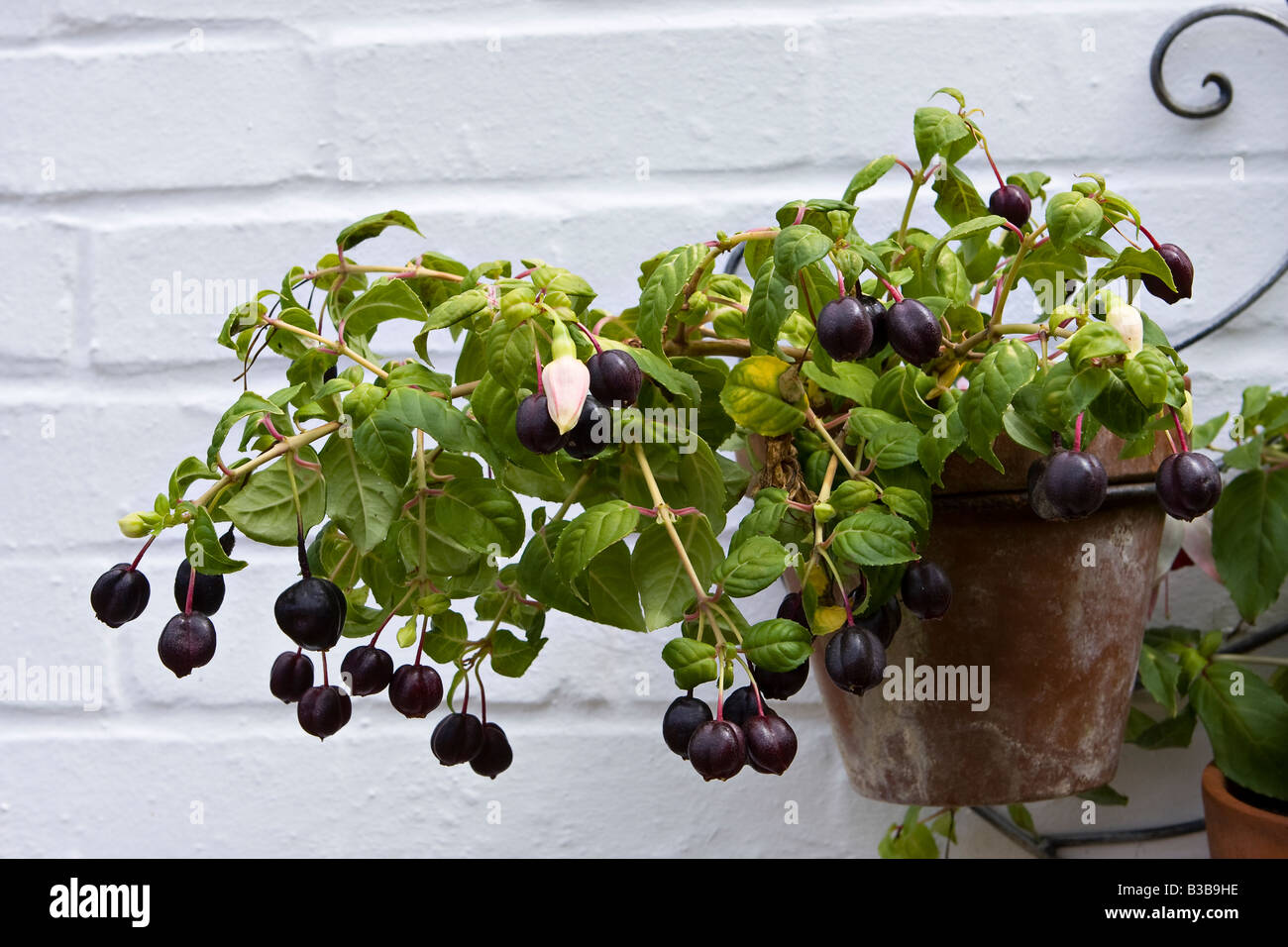 Fuchsia 'Southern Belle' fruits rouges à la fin de l'été en jardin anglais. Banque D'Images