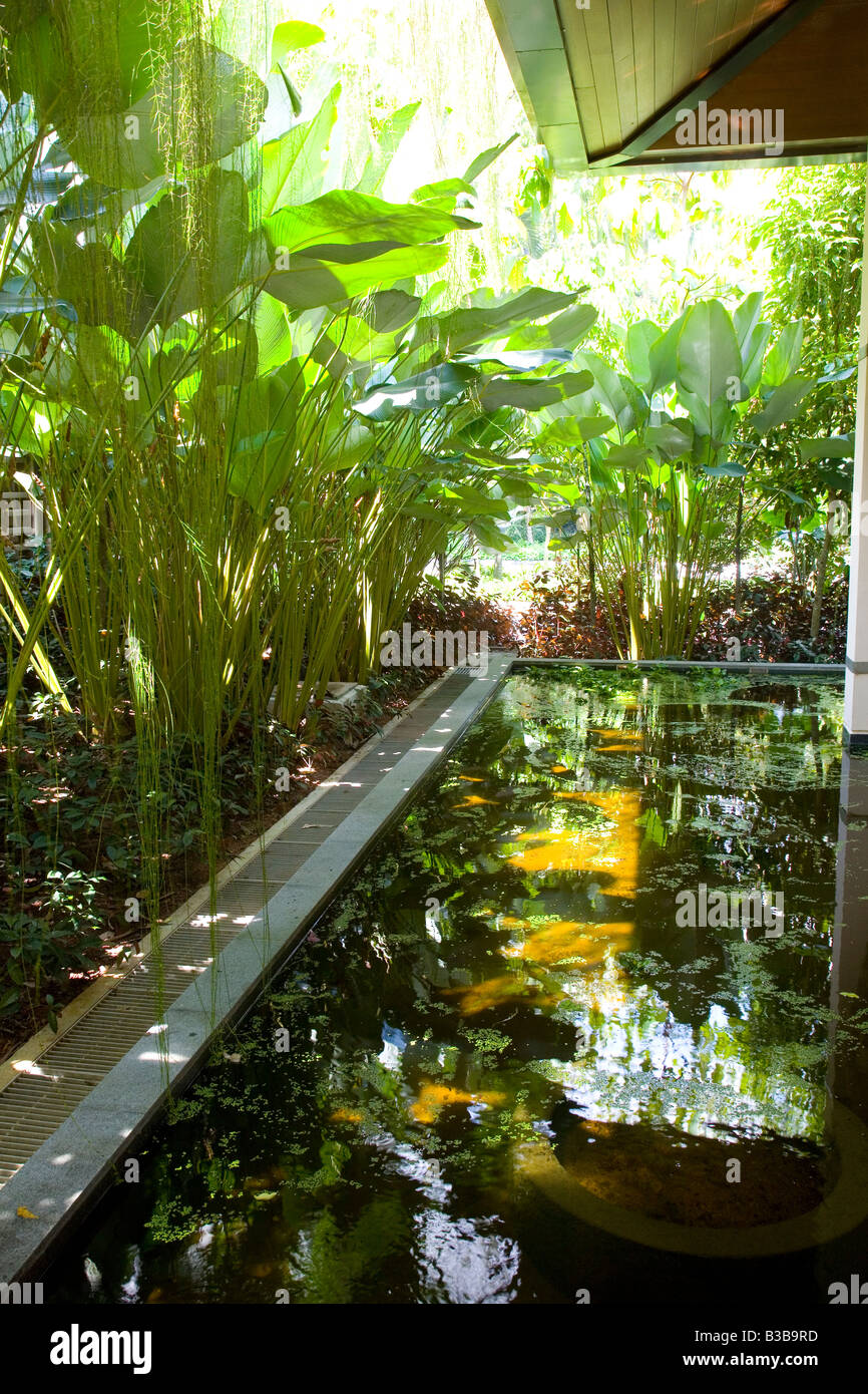 Dispositif de l'eau avec des plantes tropicales au Jardin Botanique de Singapour Banque D'Images