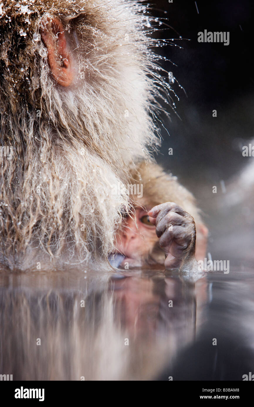 Bébé Macaque japonais Sticking Tongue Out, Jigokudani Onsen, Nagano, Japon Banque D'Images