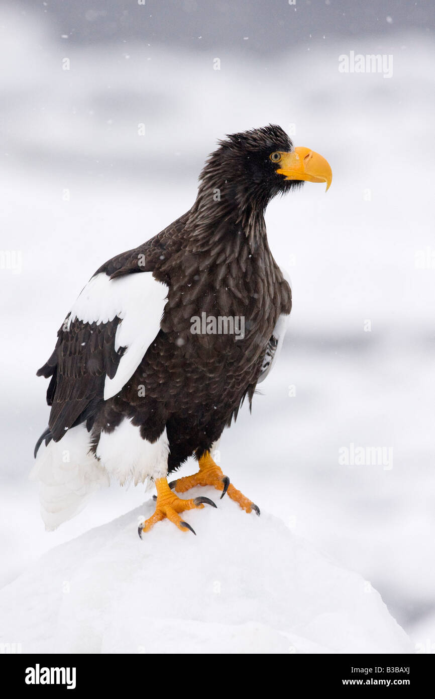 L'aigle de mer de Steller, Namuro Channel, Péninsule de Shiretoko, Hokkaido, Japon Banque D'Images