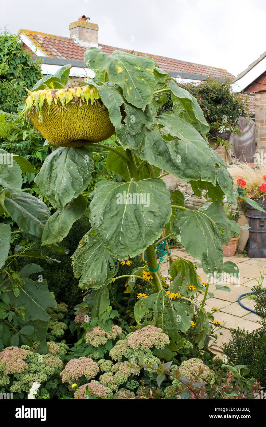 Sunflower géant (Helianthus annuus) qui grandit dans un jardin de banlieue anglais Banque D'Images