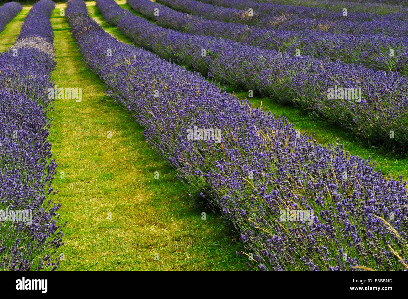 Mayfield Champs de lavande Lavandula angustifolia Surrey Folgate Lavande Anglaise Banque D'Images