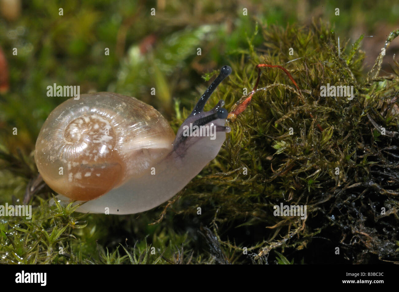 Escargot romain, les escargots escargot, escargots (Helix pomatia), 14 jours snail Banque D'Images