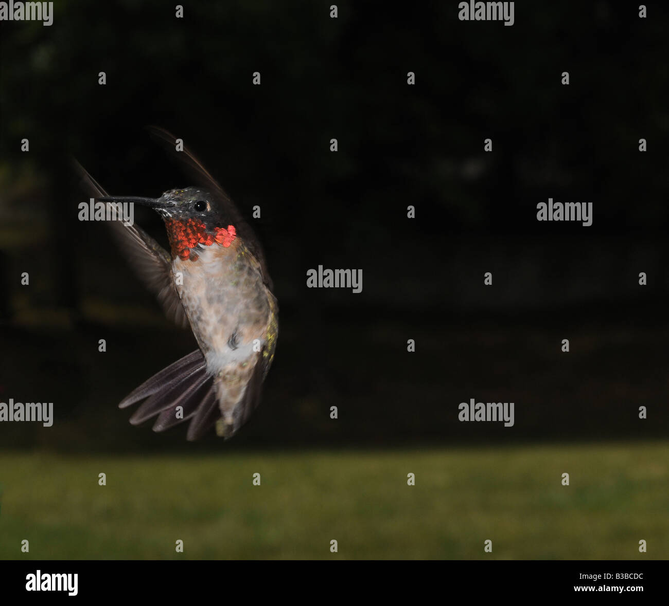 Colibri à gorge rubis mâle en vol Banque D'Images