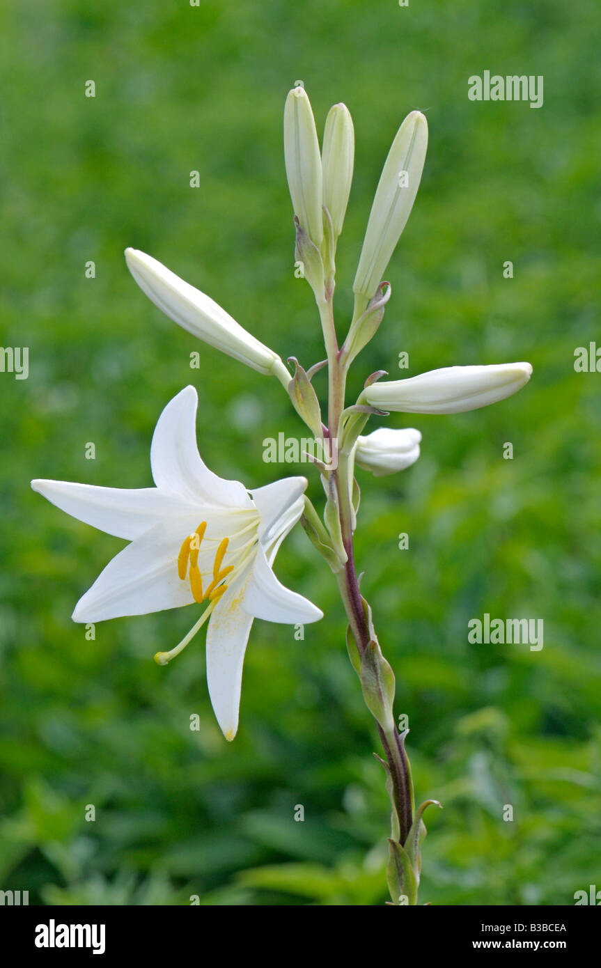 Le Lys lys blanc (Lilium candidum) et les bourgeons de fleurs Photo Stock -  Alamy