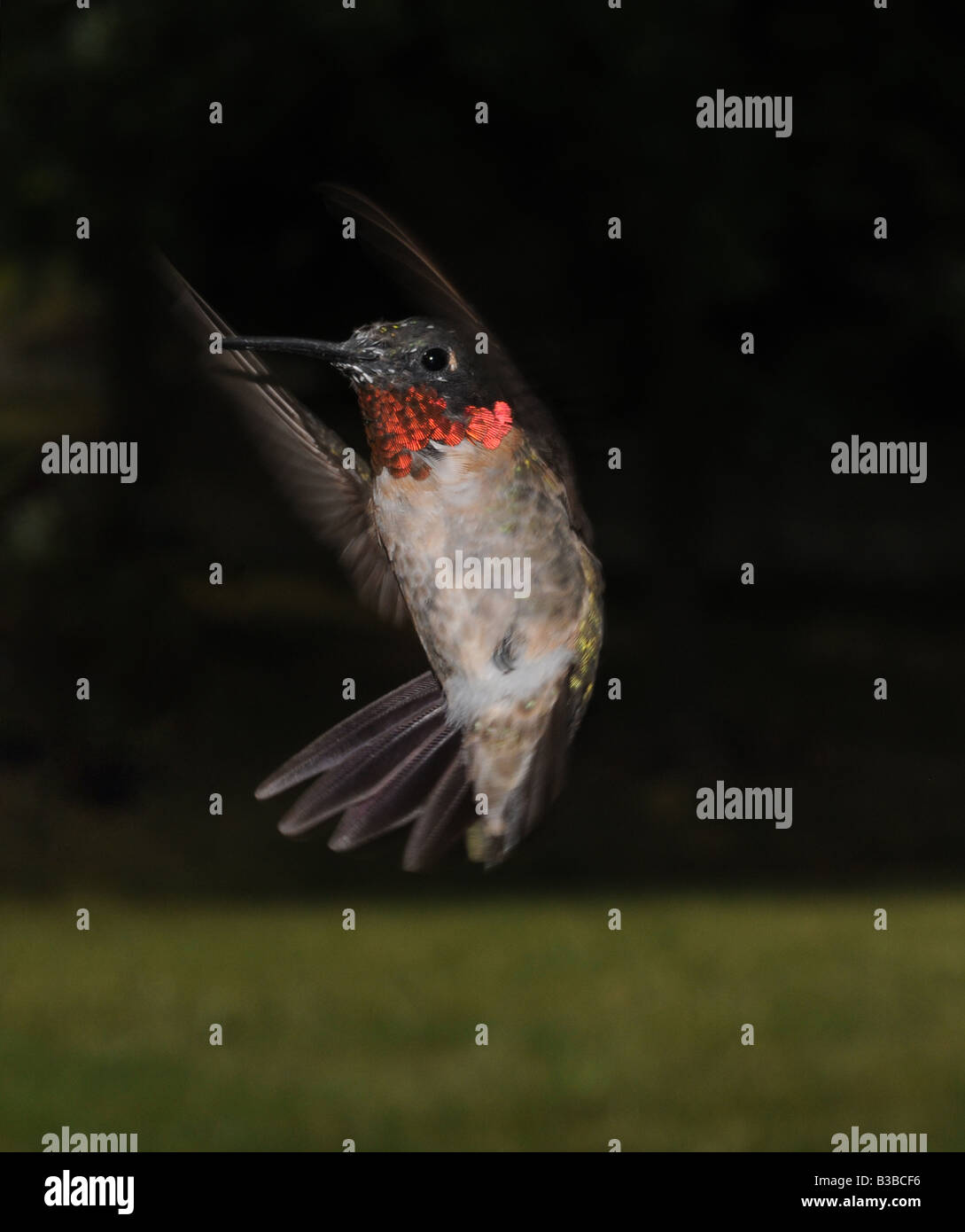 Hummingbird mâle en vol Banque D'Images