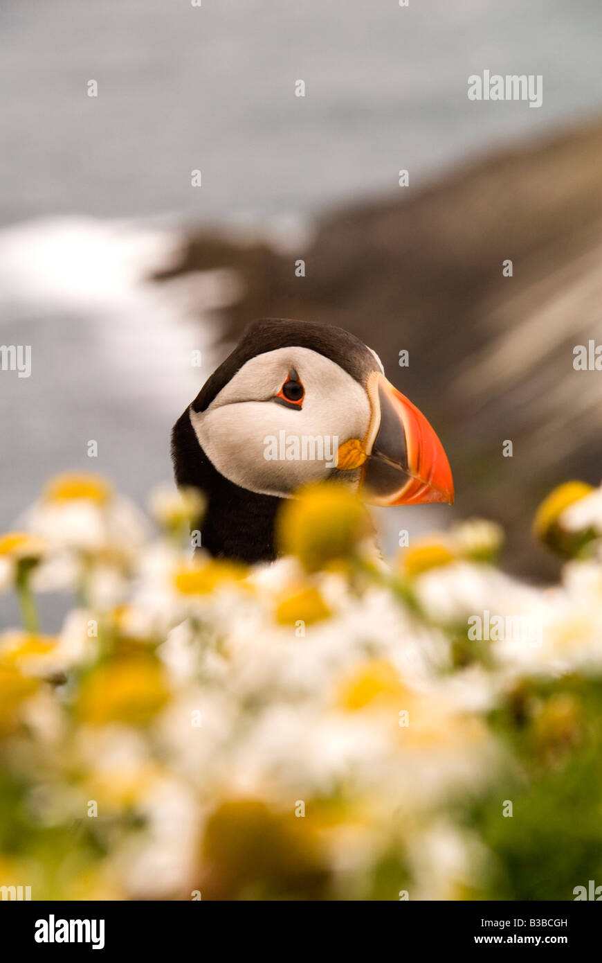 Macareux moine (Fratercula arctica) qui émerge de la mer Camomille sur les falaises de l'île de Skomer Banque D'Images
