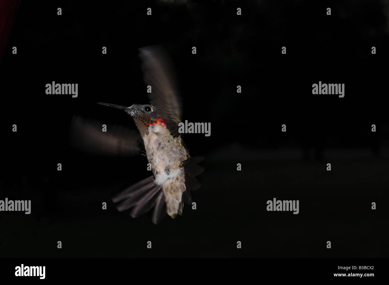 Hummingbird mâle en vol Banque D'Images