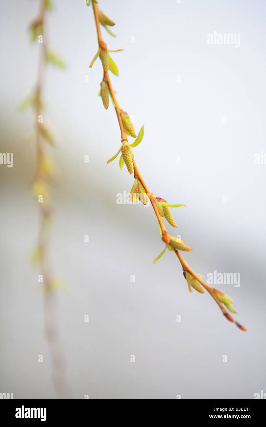 SALIX ALBA SAULE BLANC CHATONS TRISITS SUR UNE NOUVELLE SUCCURSALE À printemps pluvieux DANS LE NORD DE L'ILLINOIS USA Banque D'Images