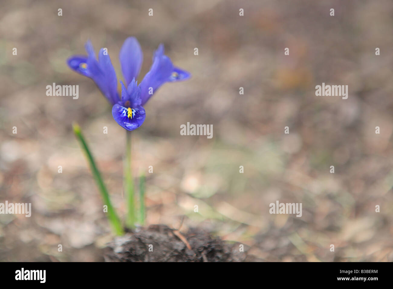 DUTCH IRIS HARMONIE AU PRINTEMPS DANS LE NORD DE L'ILLINOIS USA Banque D'Images