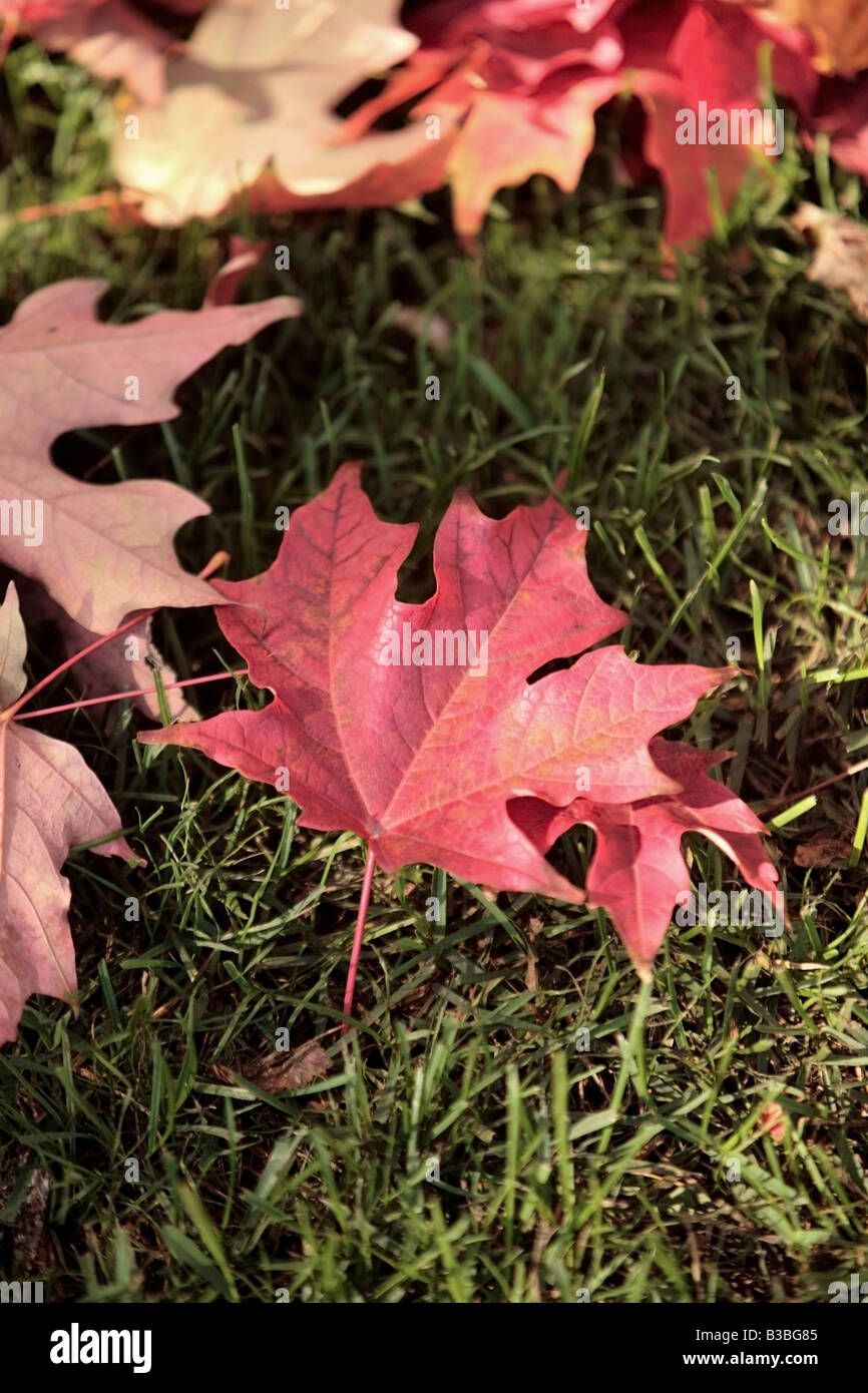 Mpale du Canada dans ses feuilles couleurs d'automne Banque D'Images