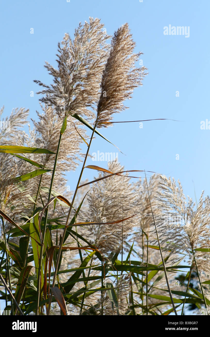 Roseau commun (Phragmites australis) à Assateague Island National Seashore, Maryland Banque D'Images