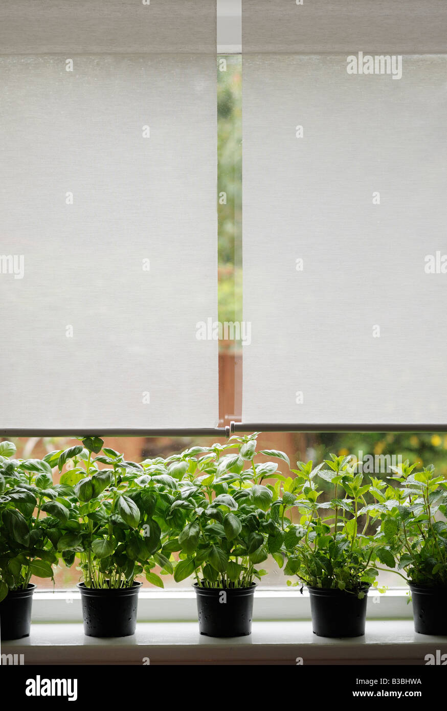 Jardin de fines herbes en pot sur le rebord de la fenêtre Banque D'Images