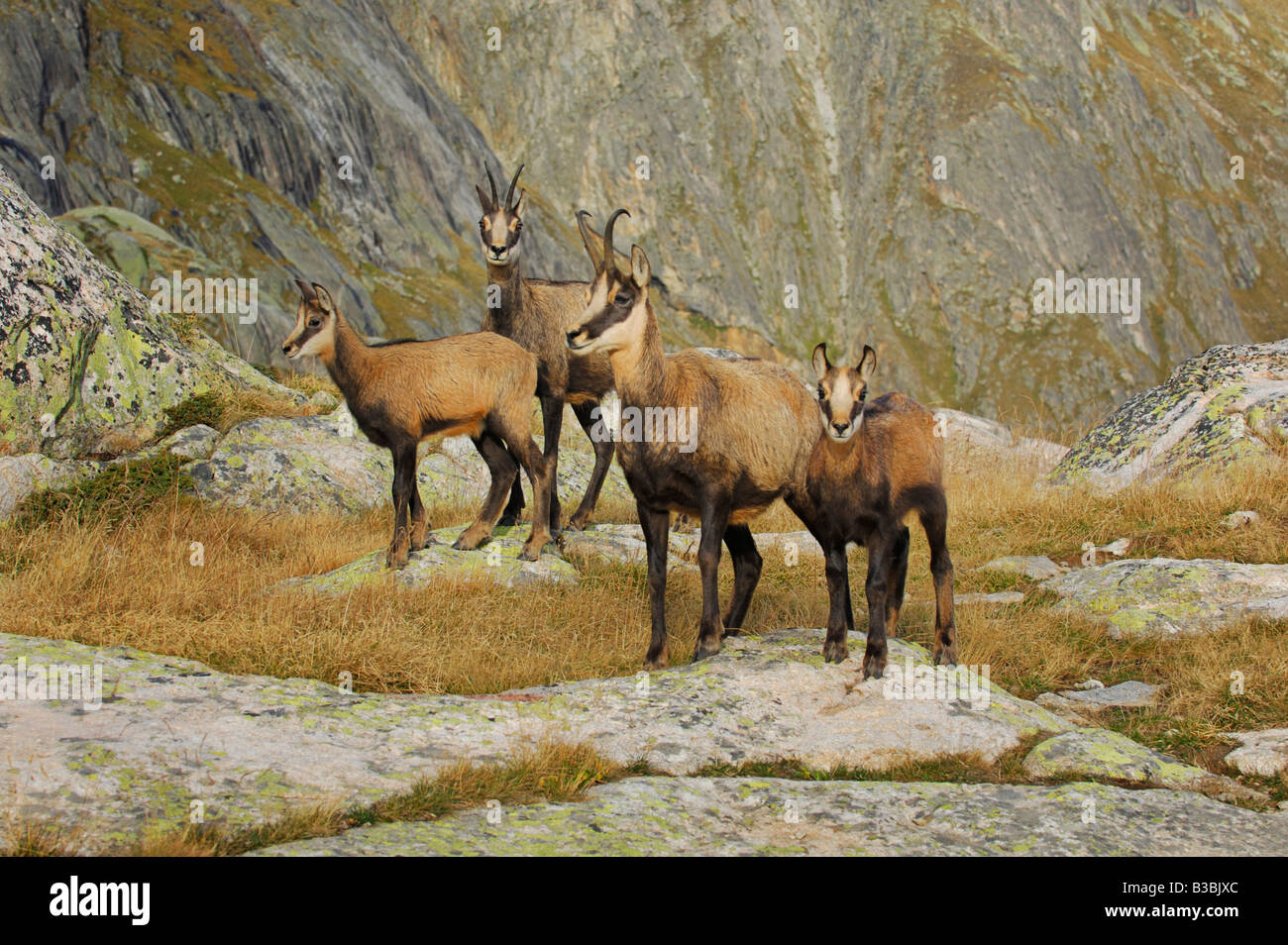 Chamois Rupicapra rupicapra permanent groupe Grimsel Berne Suisse Banque D'Images
