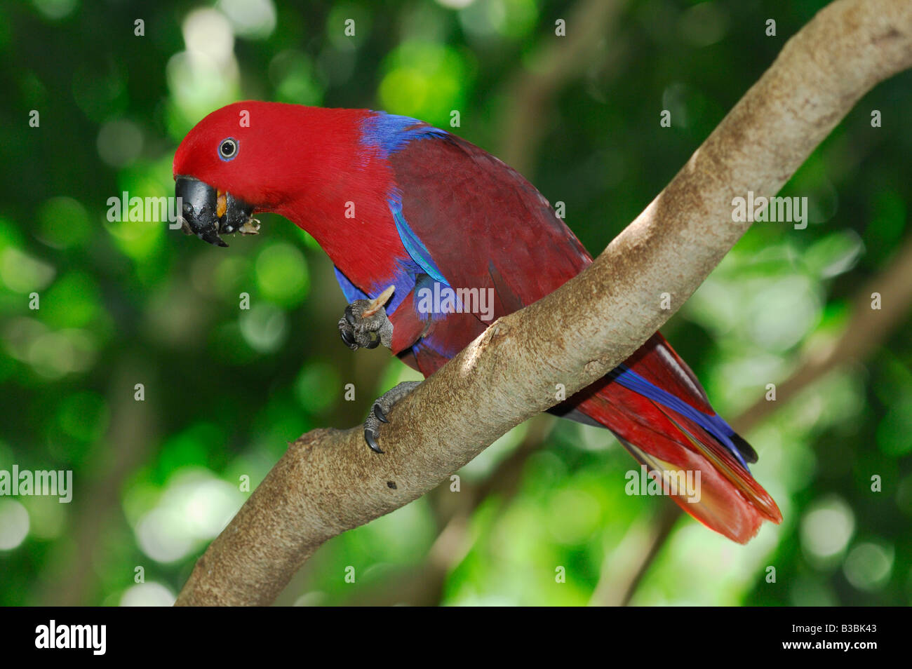 Perroquet Eclectus roratus Eclectus polychloros (adultes), de manger, de l'Australie Banque D'Images