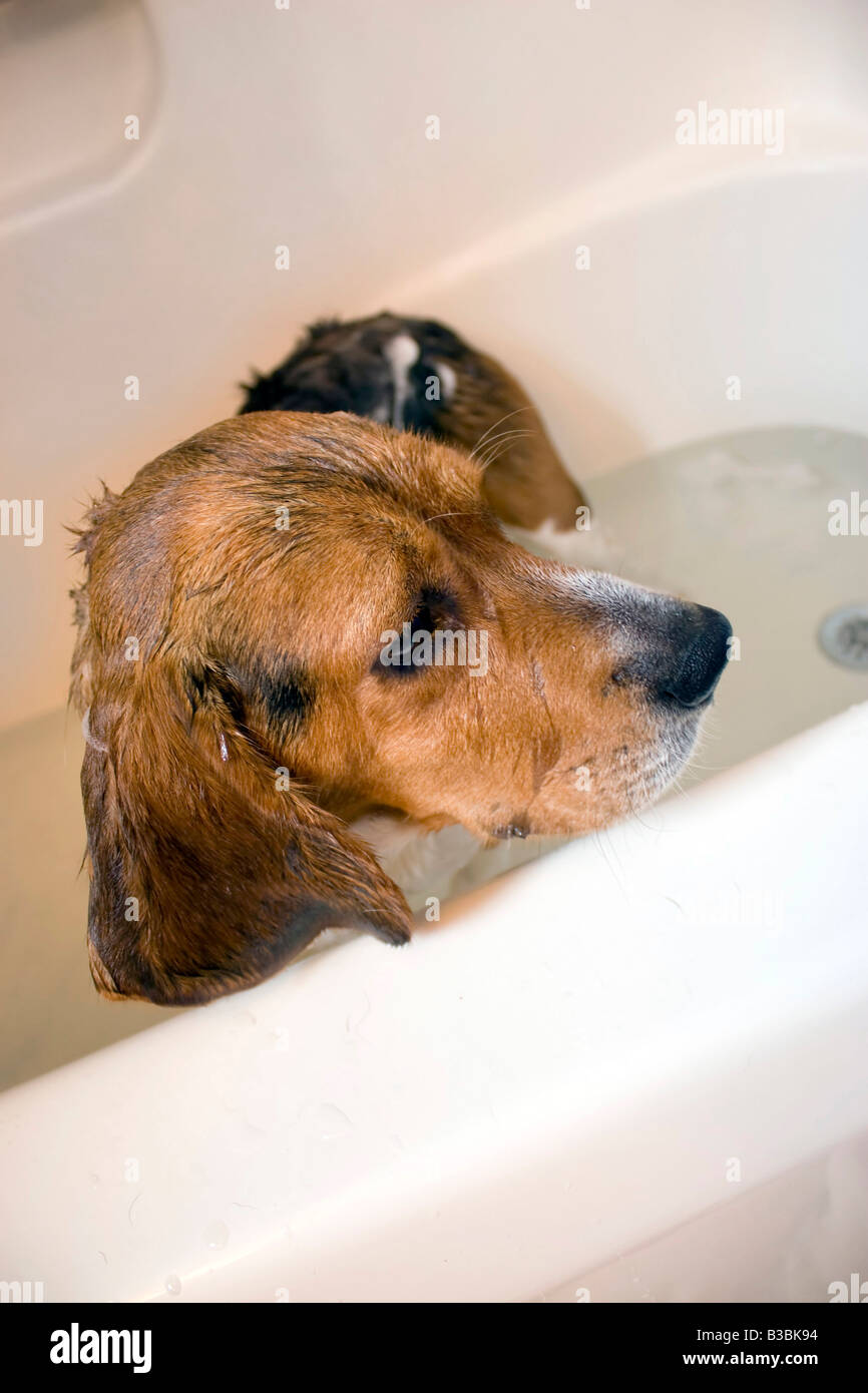 A beagle assis dans le bain à remous il ne semblent pas avoir un grand moment Banque D'Images