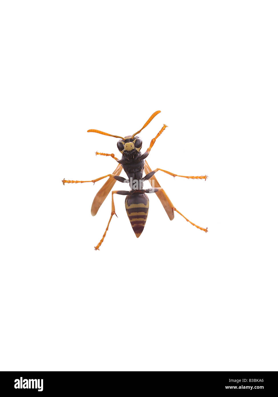Un jeune yellow jacket isolated over white Banque D'Images