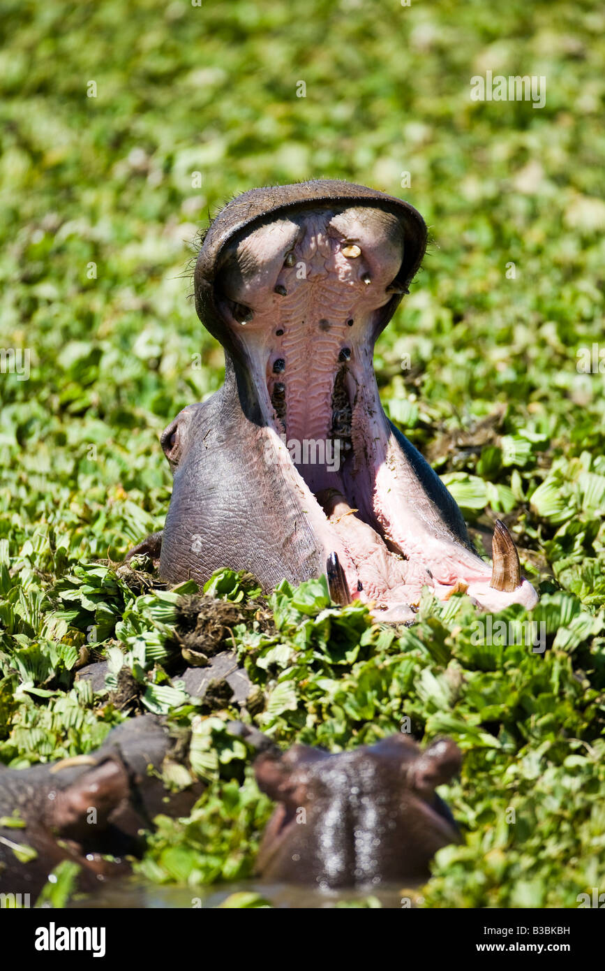 1 hippopotames adultes bouche grande ouverte montrant les dents pourries à 2 jeunes hippopotames dans la menace ou d'avertissement dans le comportement de marais vert Afrique Kenya Masai Mara Banque D'Images