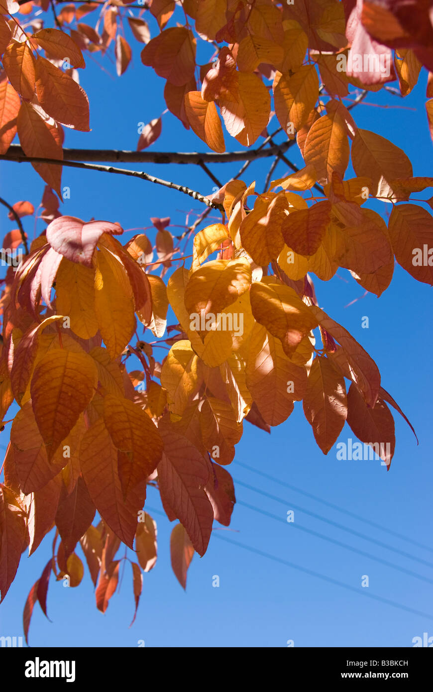 Les feuilles d'automne orange se suspendre à une branche Banque D'Images