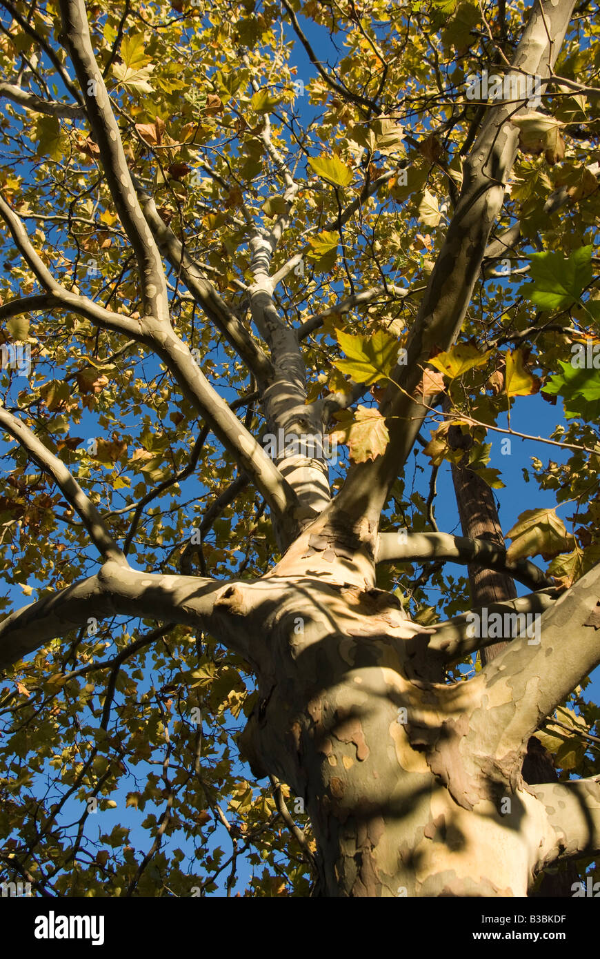 Le tronc d'un bouleau s'élève dans le ciel avec les feuilles d'automne Banque D'Images