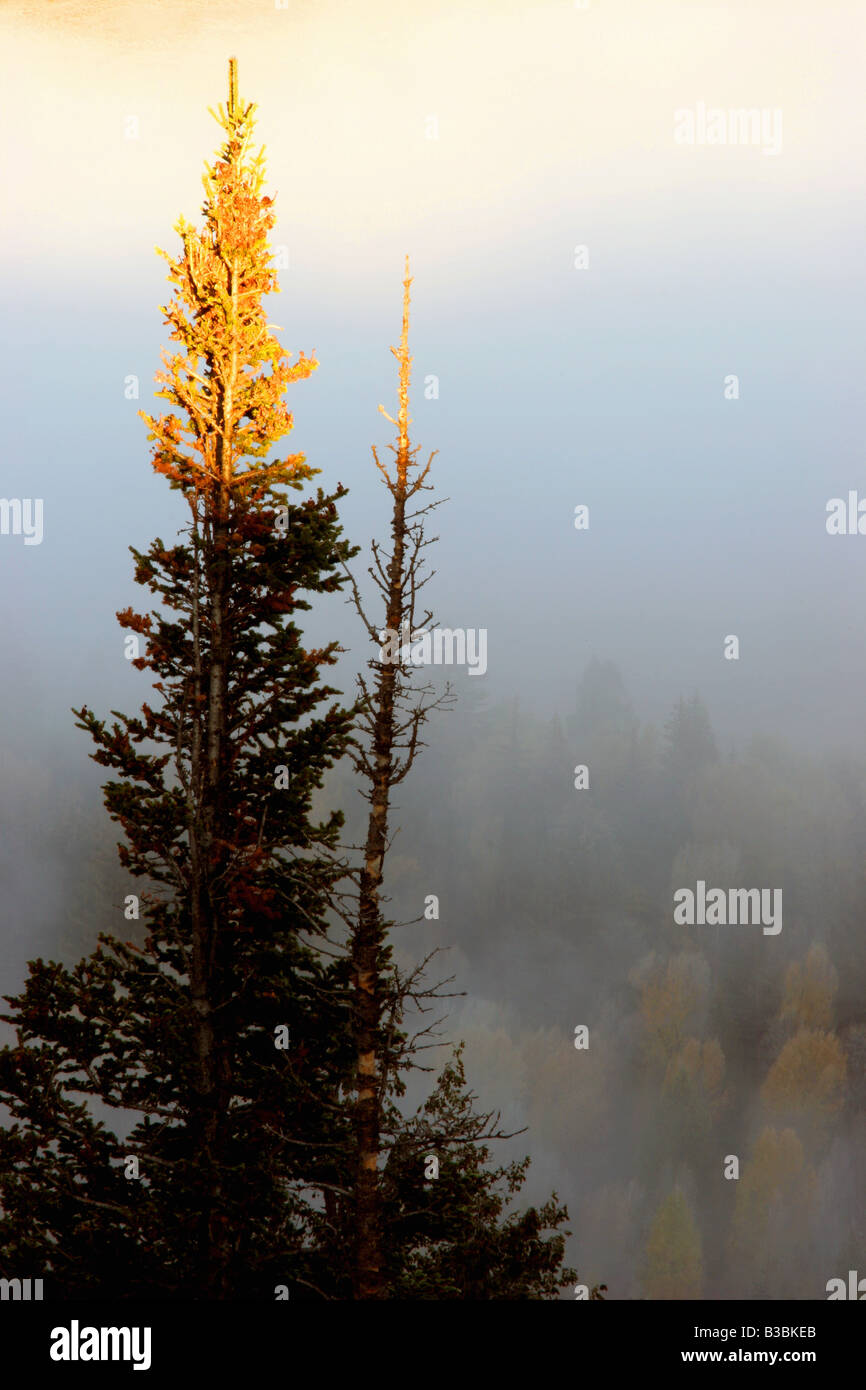 Bien sur le pin, parc national de Grand Teton, Wyoming Banque D'Images
