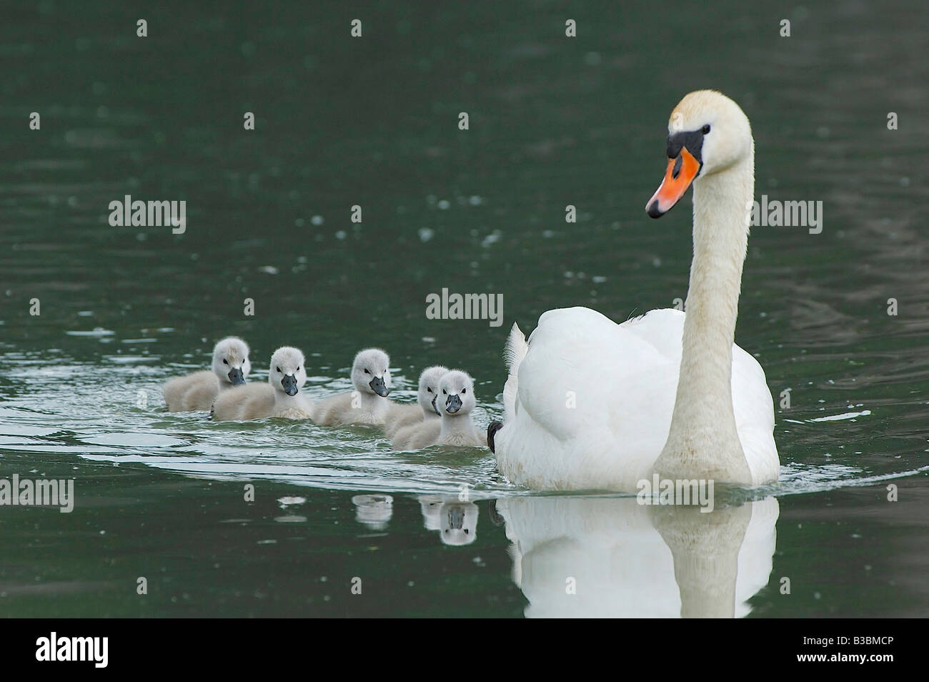 Cygne tuberculé Cygnus olor femelle avec les jeunes lac de Zoug Suisse Banque D'Images