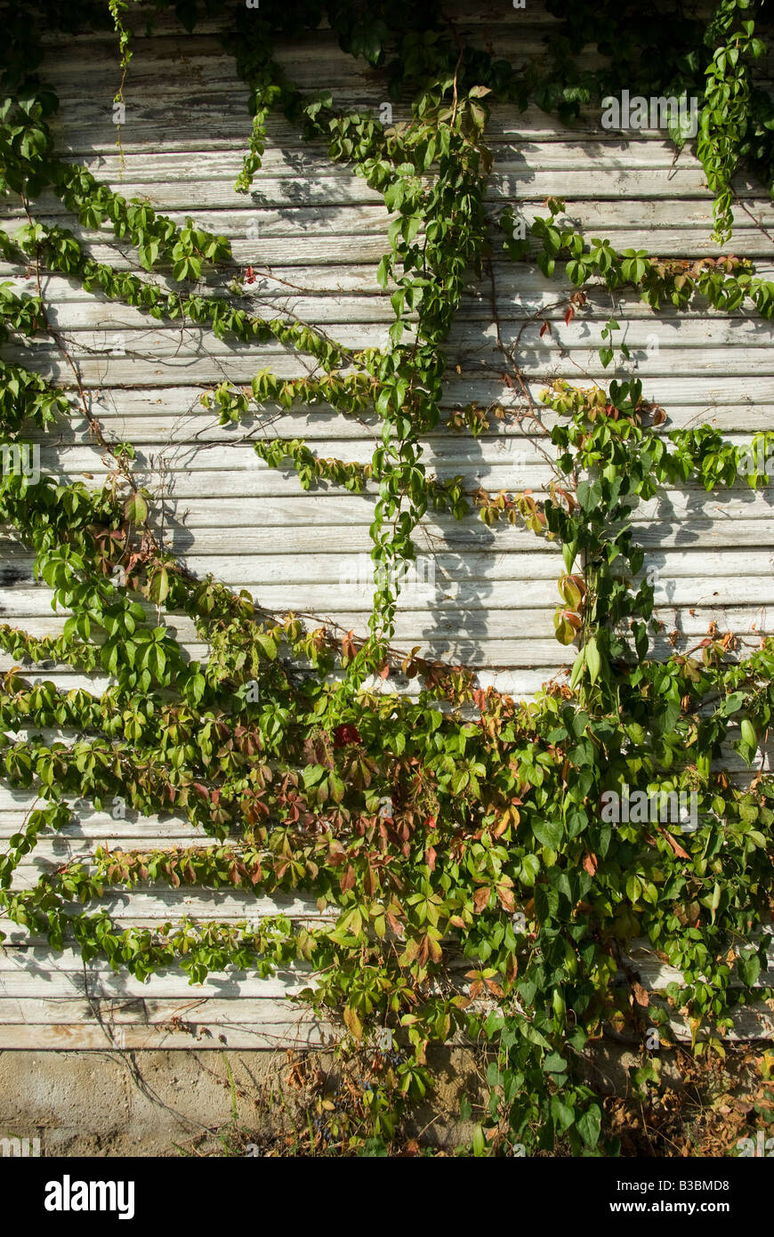 Vignes herbe croît dans un garage abandonné Banque D'Images
