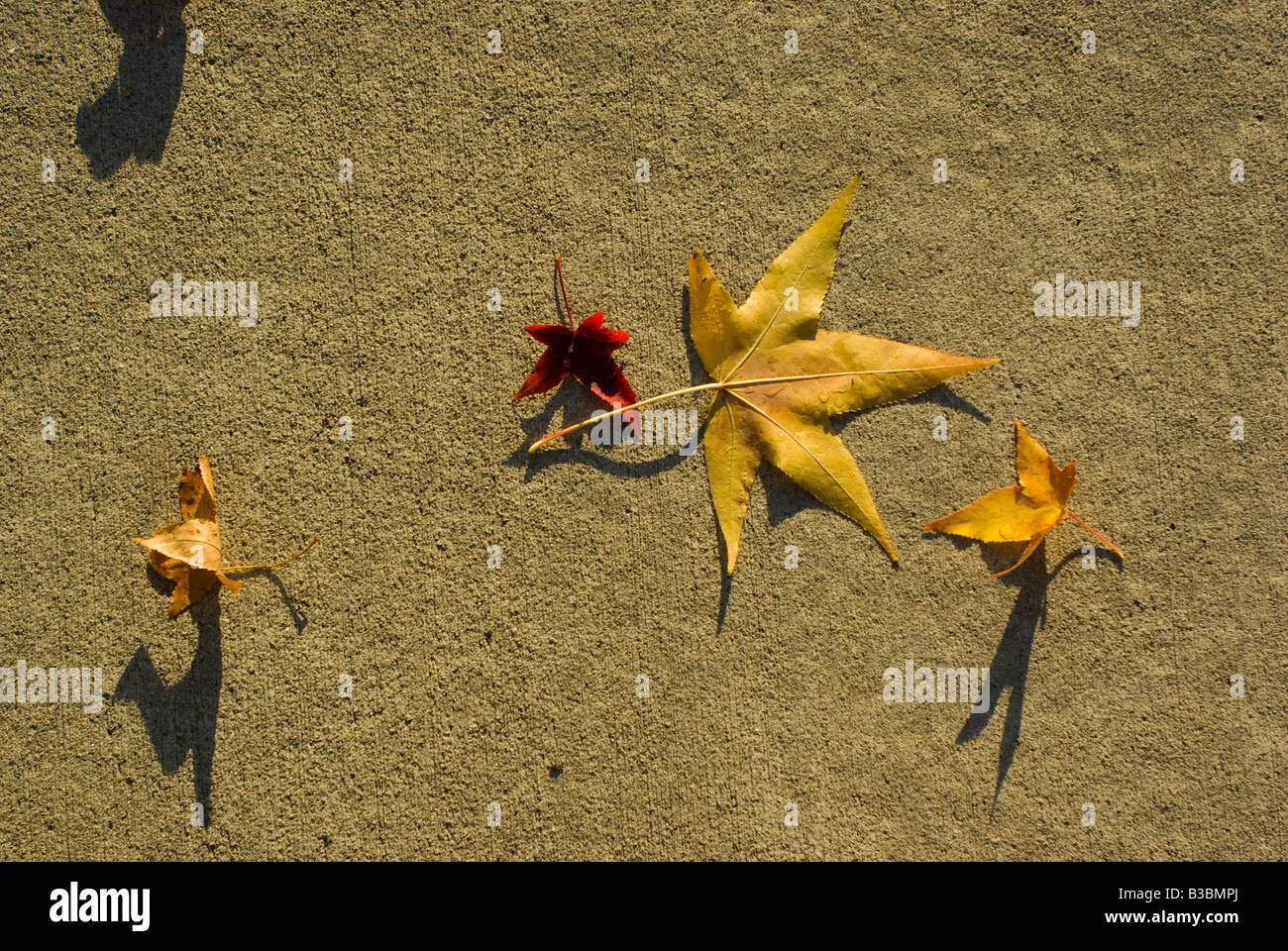 Les feuilles d'automne Orange mise sur le trottoir jour de retard Banque D'Images