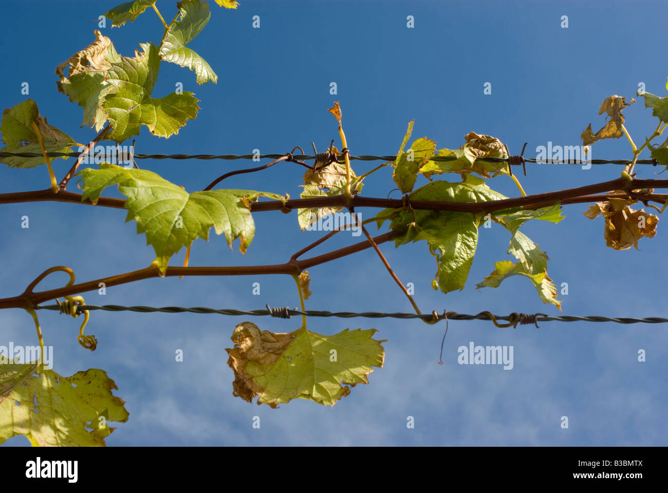 Montée à travers les vignes de raisins sauvages sur une clôture de barbelés Banque D'Images