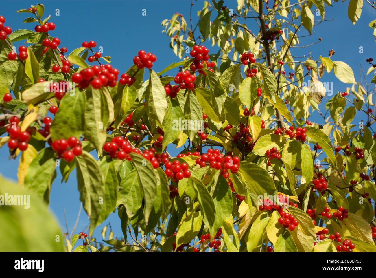 Fruits rouges poussent sur un arbre à la fin de l'automne Banque D'Images