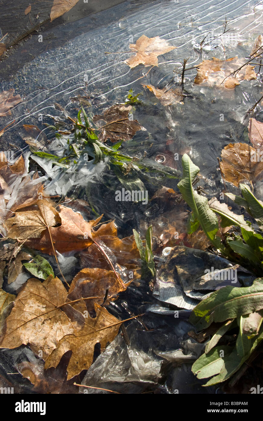 La formation de glace sur les feuilles mortes et la végétation encore vertes au début de l'hiver Banque D'Images