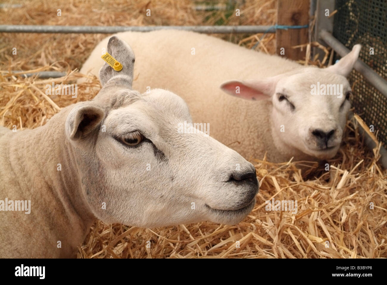 Mouton à l'loegel Jet Royal Highland Show, Ingliston, Édimbourg. Banque D'Images