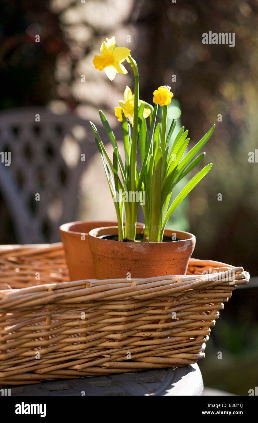 Jonquilles Banque D'Images