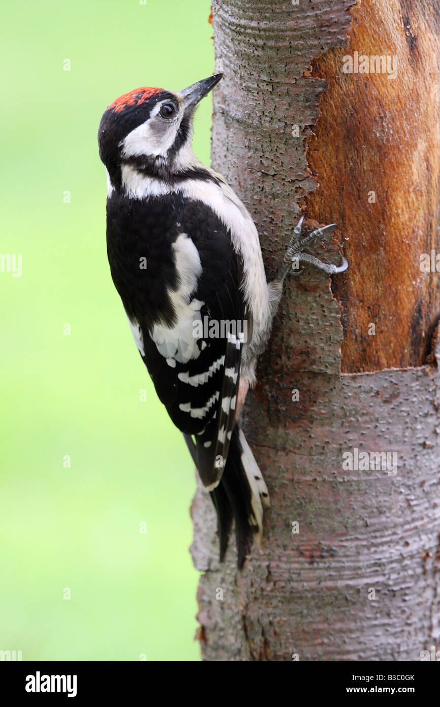 Pic mineur Dendrocopos major accroché à tronc de l'arbre Banque D'Images
