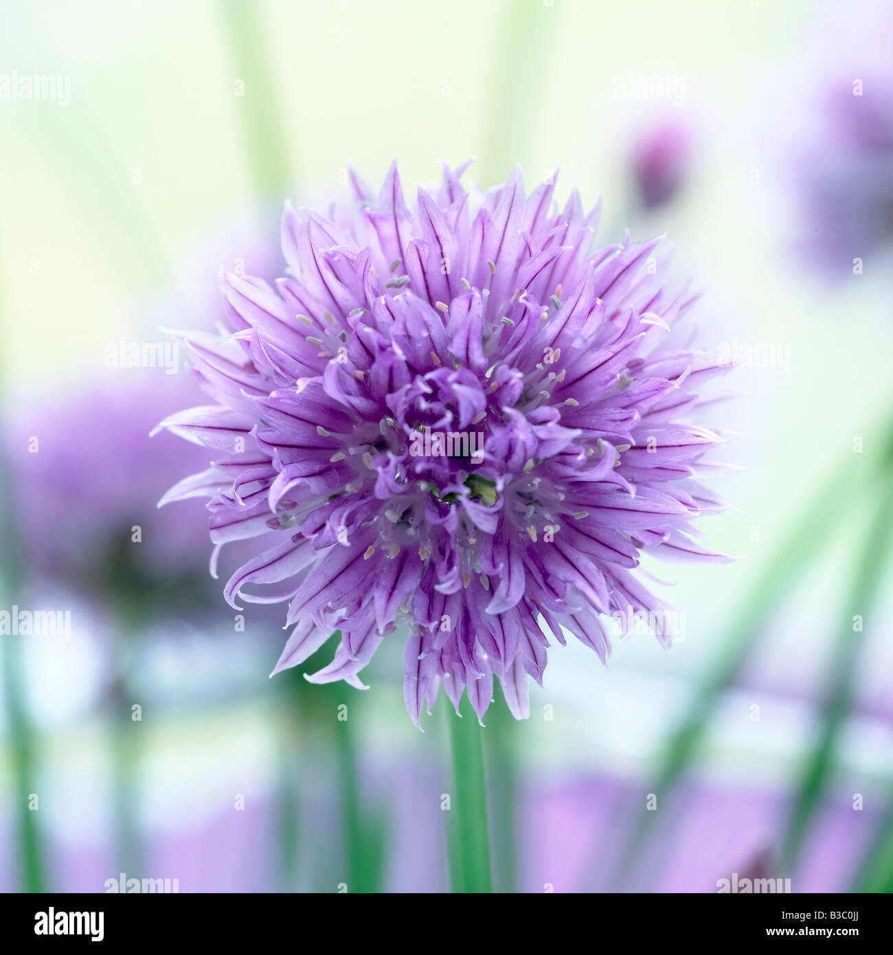 Une fleur de ciboulette, close-up Banque D'Images