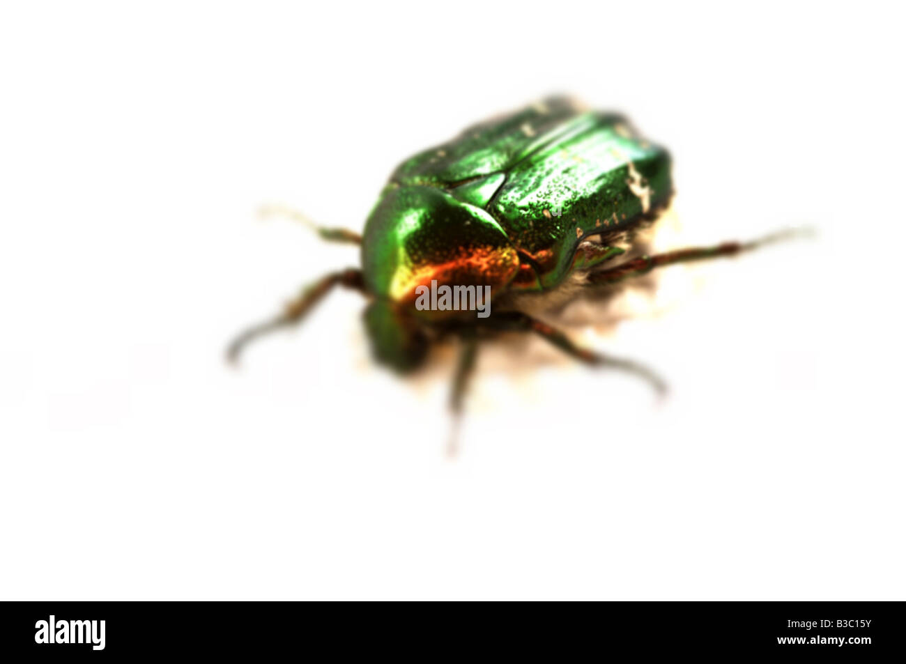 Close up of beetle avec carapace verte Banque D'Images